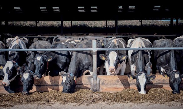 Dairy cows in a shed eating mixed ration